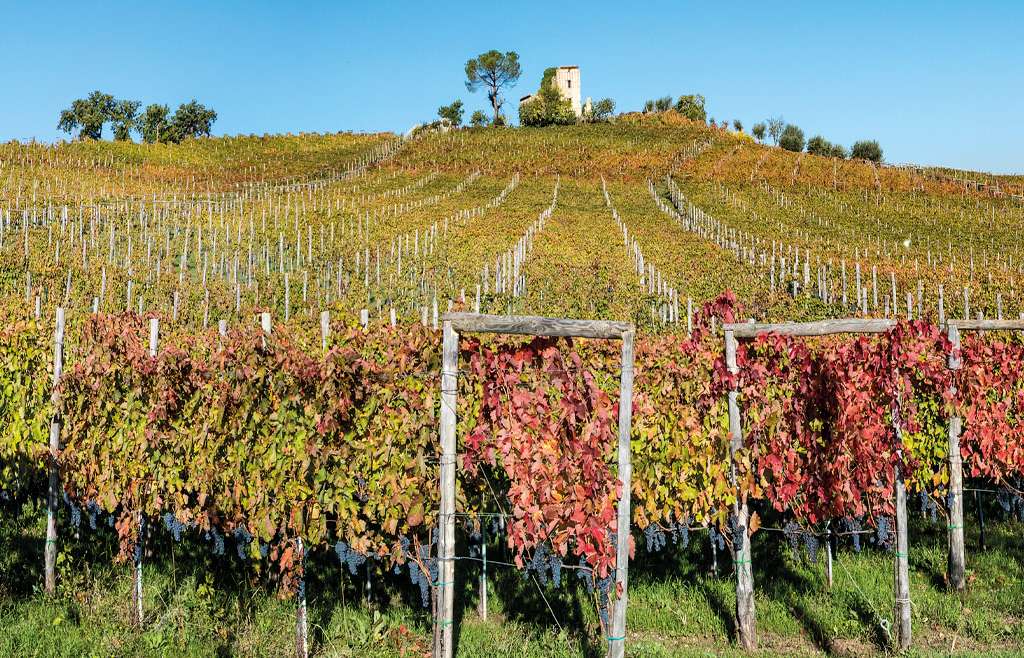 Azienda vinicola Salvatore Molettieri, una realtà che da 30 anni produce vini eccellenti